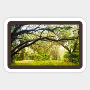 Spanish Moss in Trees Sticker